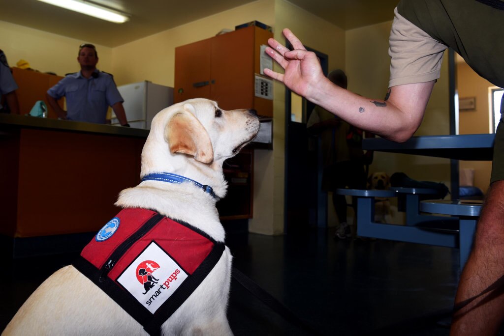 Maryborough Correctional Centre - The Smart Pups Program - Wesley has been living in the residential section on the centre, preparing for life as a service dog. Picture: Valerie Horton