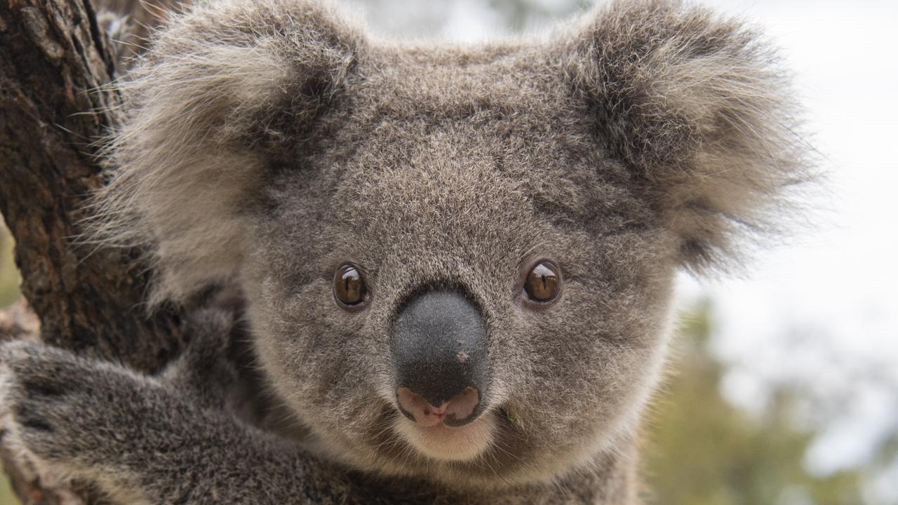 Plea for Aussie tourism ‘game-changer’
