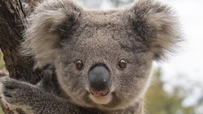 SYDNEY AUSTRALIA - NewsWire Photos, 01 JUNE, 2023: Bawinya the baby koala at Symbio Zoo in Helensburgh.Picture: NCA NewsWire / Simon Bullard
