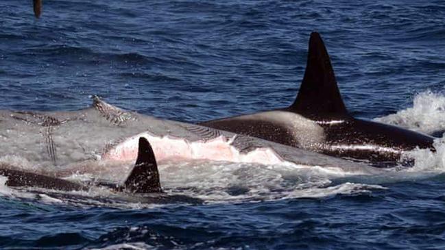 Experts believe the attacks began after a White Gladis orca collided with a boat. Picture: Flinders University