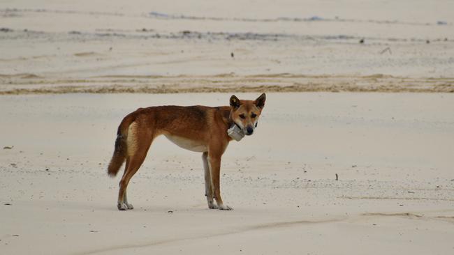 There is estimated to be around 25 to 30 packs on K’gari, each containing three to 12 dingoes. Picture: Supplied.