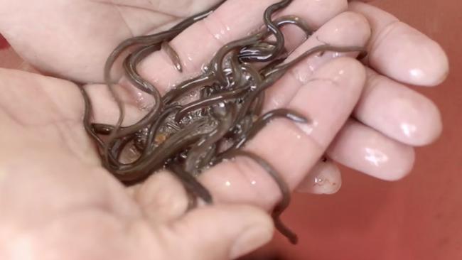 Juvenile short-finned eels. Picture: Supplied/Hydro Tasmania