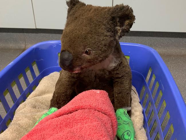 Rescued koala Paul at the hospital. Picture: Supplied