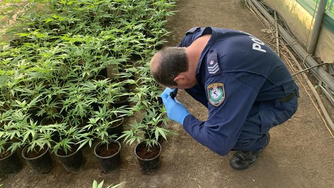 Police estimate the seized cannabis is worth more than $7 million. Picture: NSW Police Force.