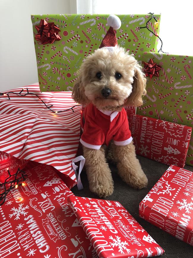 Teddy from Ringwood North. Picture: Amanda Bartlett