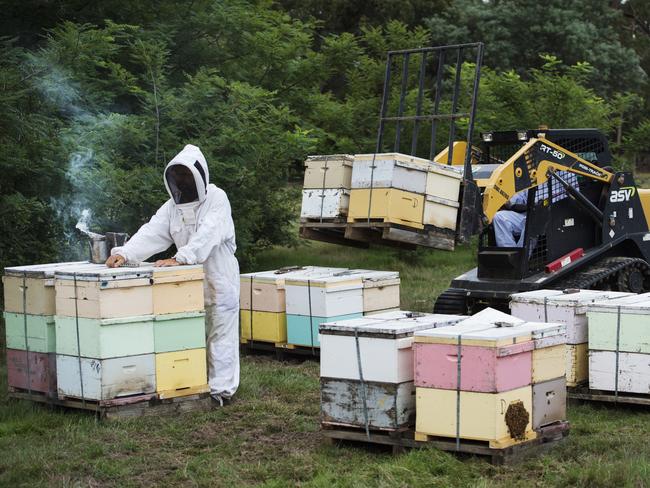 Moving home: Queensland beekeeper Bryce Jensen unloads bees at their temporary home at Lancefield. He has since left for Hamilton, in Victoria’s Western District, in search of more flowering trees and warmer overnight temperatures. Picture: Zoe Phillips