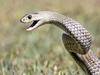Child rushed to hospital after snake bite at Bushland Beach