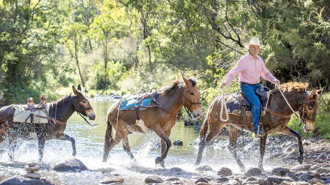 Noel Wiltshire Mules Noel Wiltshire is a well renowned horseman who has taken up an interest in mules. He is holding a working mule day at Moora on April 20 to showcase the breed. Pictures: Zoe Phillips