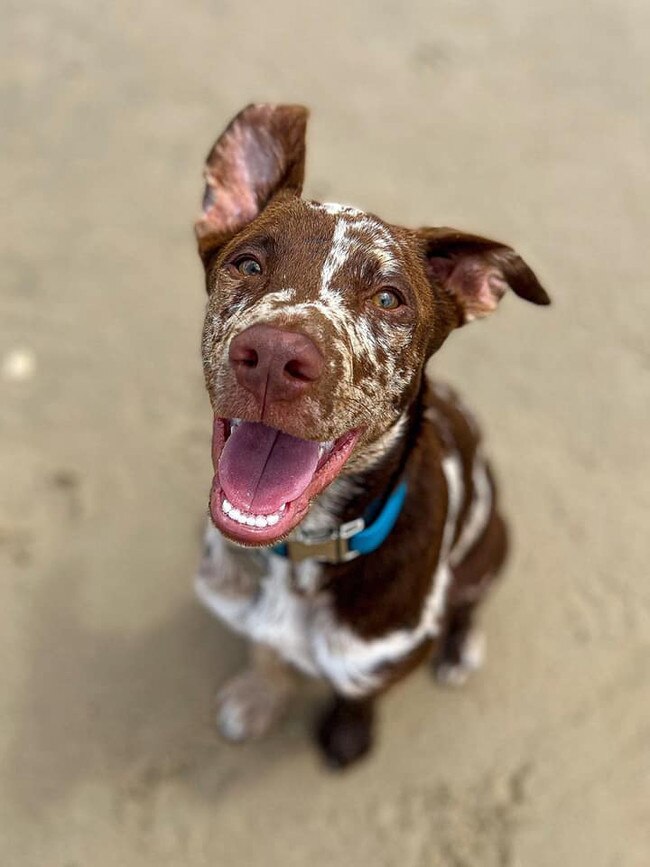 Gavin the Koolie from Burleigh. My hobbies include patrolling Palm Beach Dog Beach and saving everyone who falls in! It is a never ending job but I get it done