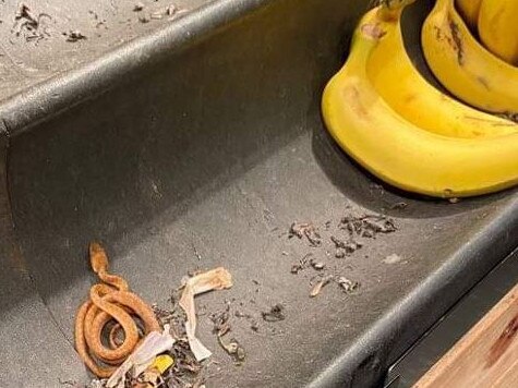 Snakes alive … The mildly venomous brown tree snake was found curled up in the Darlinghurst Aldi store. Picture: Supplied