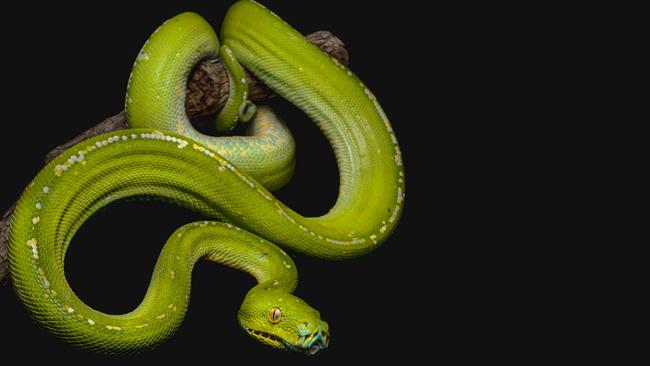 Outback in Focus photography competition finalist. Green tree python photographed by Jiri Herout at Iron Range National Park, Cape York Peninsula.