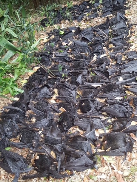 Some of the hundreds of dead bats killed in Edmonton late last year during an extreme heatwave. 