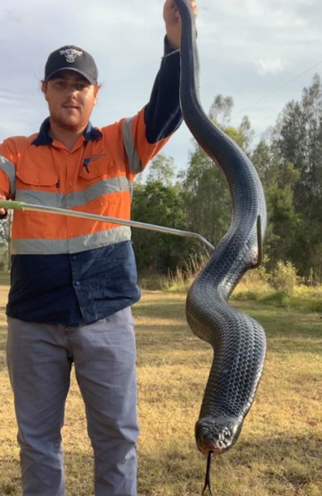 The massive red-bellied black snake caught at Belmont on Tuesday.