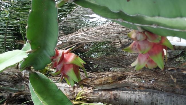 Developing dragonfruit in Jill Nixon’s garden. 