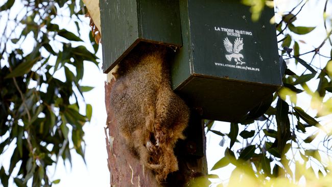 Possum catcher Paul Nolch says he fears a brushtail possum that has died in his Bayswater backyard timber nesting box may has been poisoned.