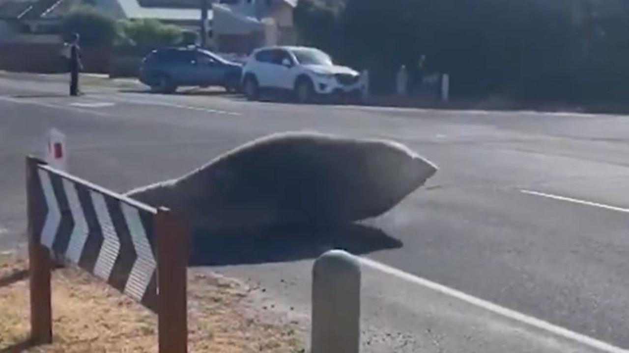 Why did the giant seal cross the road? .Picture: 9NEWS