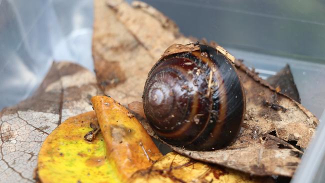 Studies conducted after the discovery of the critically endangered Mitchell's Rainforest Snail at Byron Bay bypass site delayed progress.