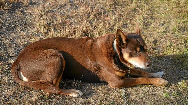 LUCKY: Aussie was found in Victoria St . Picture: Gerard Walsh