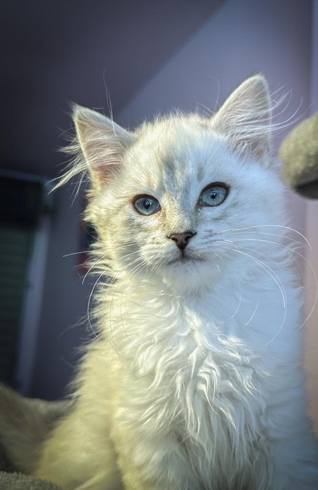 Rescued kitten Hollie is now in a healthy condition. Picture: RSPCA Tas