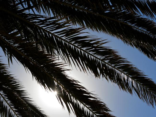 My Day on Instagram. Silhouette of palm tree fronds at St Kilda Beach. Having the sun behind the focus of the picture can create extra drama. Picture: Josie Hayden