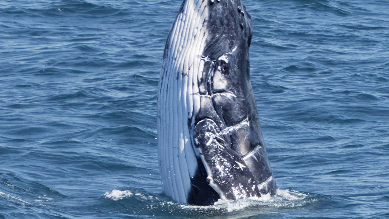 Four-week-old Humpback Whale Injured By Boat Propeller 