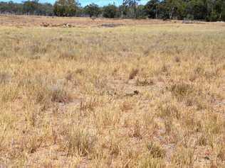 The best of the grass on a droughted property west of Warwick. Picture: Gerard Walsh