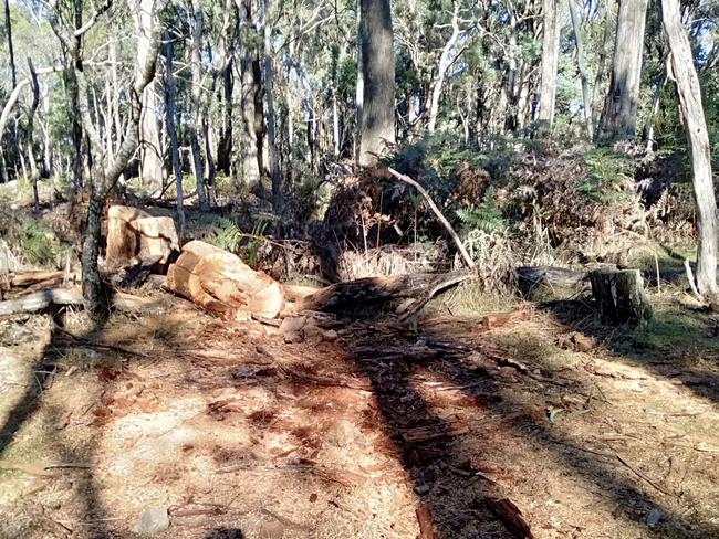 Four people allegedly cut down a tree at the site of the proposed new prison just outside of Westbury. Picture: Supplied