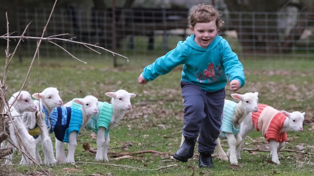 Why fostering lambs is ‘extremely rewarding’