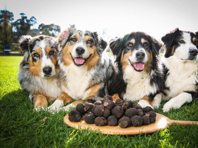 Truffle dogs Ziva, Isadora, Spice and Trixie Isadora with a huge selection of truffles. Picture- Nicole Cleary