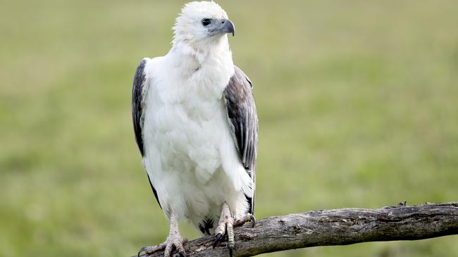 A white-bellied sea-eagle. Picture: Craig Greer Photography.