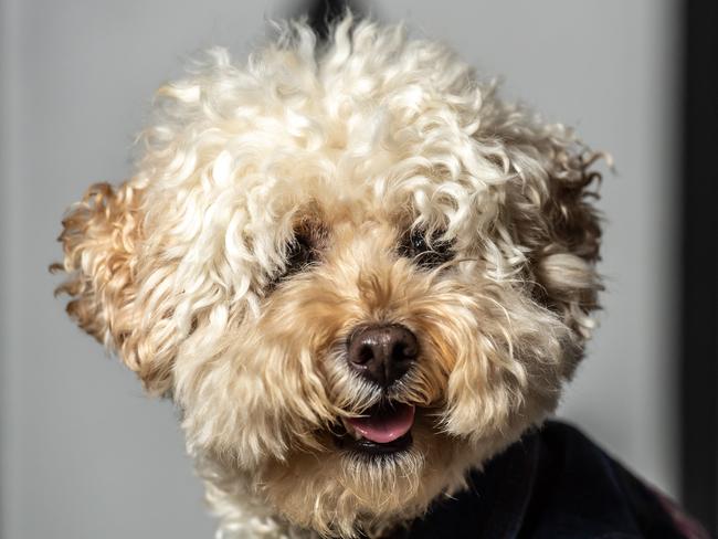 AAP / Manly DailyCoco the Peekapoo (5yrs  3/4 toy poodle 1/4 Pekingese @coco_the_peekapoo) poses for a photo at the Insta dog photo shoot at 7th Day Brewery, Clontarf Saturday, 18 January 2020. ( AAP IMAGE / MONIQUE HARMER)