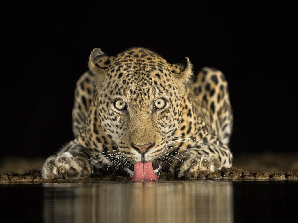 Image Name: Eye to Eye Photographer Name: Brendon Cremer This image from an underground hide at zimanga private game reserve in South Africa. I have spent about a month in total in this hide hoping for a big cat to come a drink and only once was i privileged the opportunity to capture this beautiful big male leopard cautiously coming to drink a mere 3m from me. Seeing and photographing these big cats is always so amazing, but being so close and at eye level with it is just on another level completely. Picture: Brendon Cremer, South Africa, Commended, Open, Wildlife (Open competition), 2018 Sony World Photography Awards