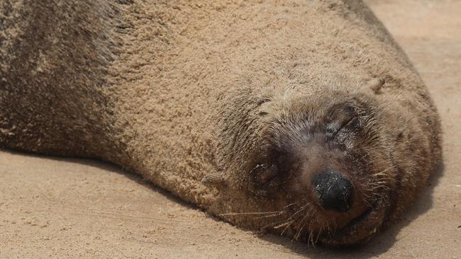 DECEMBER 16, 2020: Australian fur seal Reg pictured sleeping at Dee Why Beach. Picture: Damian Shaw
