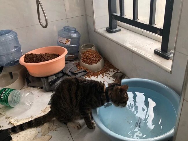 A thirsty cat receives attention by animal lovers in Wuhan. Picture: Wuhan Pet Life Online