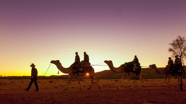 The business comes with 14 camels and 6 “camels in training”. Picture: Grenville Turner