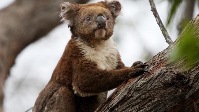 Protection for koalas after the bushfires of last summer has divided the state government. Picture: Lisa Maree Williams