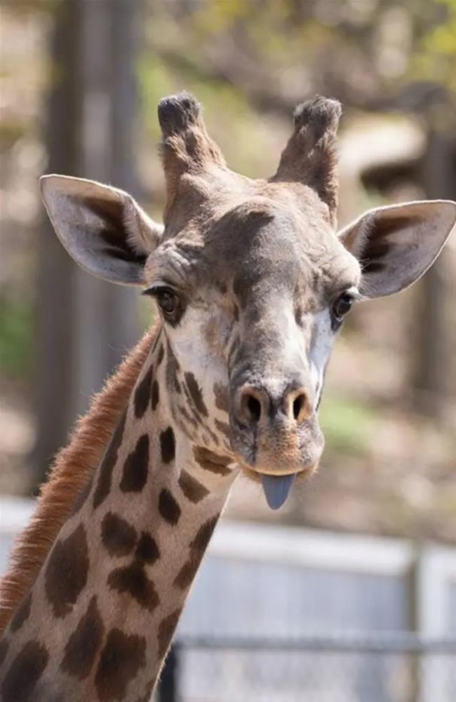 Parker was found unresponsive Sunday morning. Seneca Park Zoo