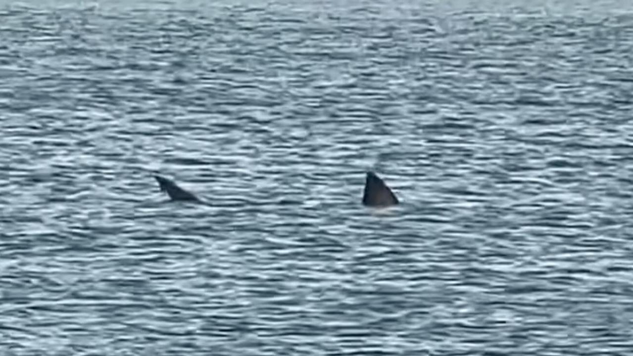 A shark was spotted at Maslins Beach last Saturday morning. Picture: Jan Stankiewicz