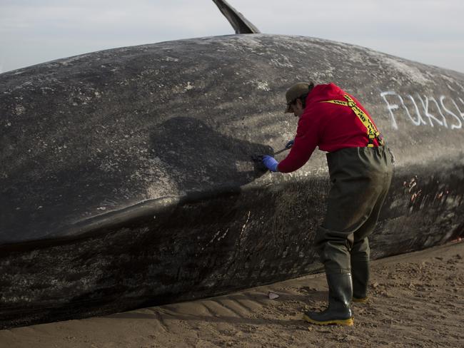 Autopsy ... One of the whale is disected by a member of the UK Cetacean Strandings Investigation Programme (CSIP). Picture: Dan Kitwood/Getty Images