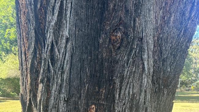 TJ Park marked trees not for removal, council confirms