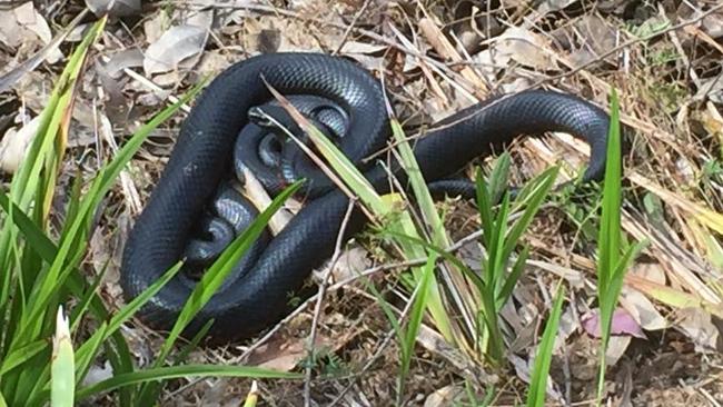 A red-bellied black snake spotted in Mt Annan.