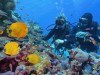 Best diving on the Great Barrier Reef