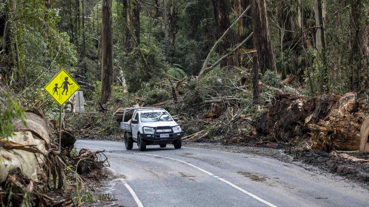 Fallen trees surround a road in Kalorama. Picture: NCA NewsWire/Wayne Taylor