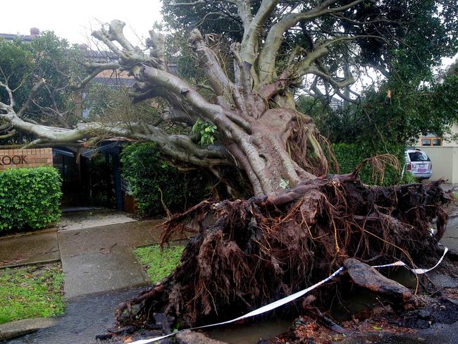 Trees and live wires were brought down on Addison St, Manly. Picture: Adam Ward