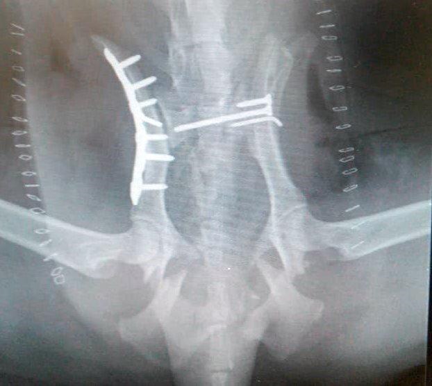 X-ray images of Siberian husky Maui, who was run over by a car. Picture: Contributed