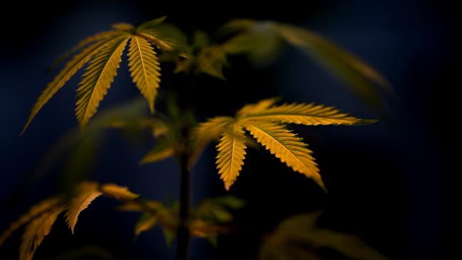 MEXICO CITY, MEXICO - JUNE 29: A marijuana plant is seen outside the Supreme Court of Justice of Mexico on June 29, 2021 in Mexico City, Mexico. According to the Supreme court, now to legally obtain cannabis, citizens must apply for a permit and would be able to have up to 28 grams for recreational use. Medicinal use was legal since 2017. Decision to decriminalize cannabis is seen as an attempt to reduce drug-fueled cartel violence in Mexico. (Photo by Hector Vivas/Getty Images)