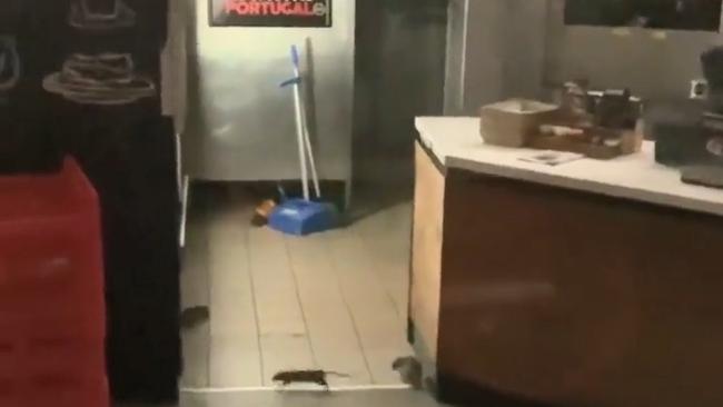 The brazen rats run under fridges and onto the counter. Picture: Vijay Kumar / Facebook