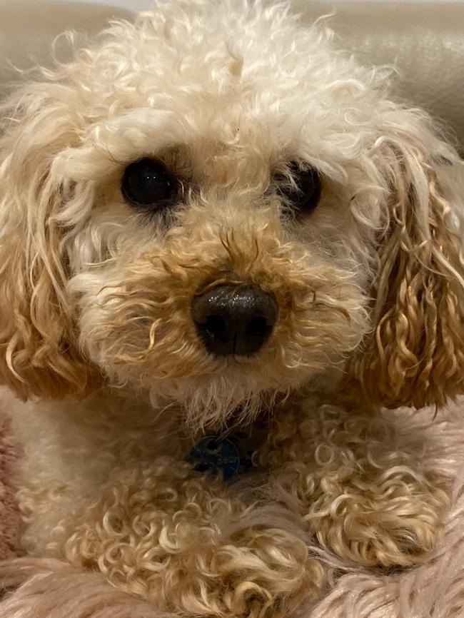 Teddy Bear, sent in by Margie Clarke, Plympton Park.