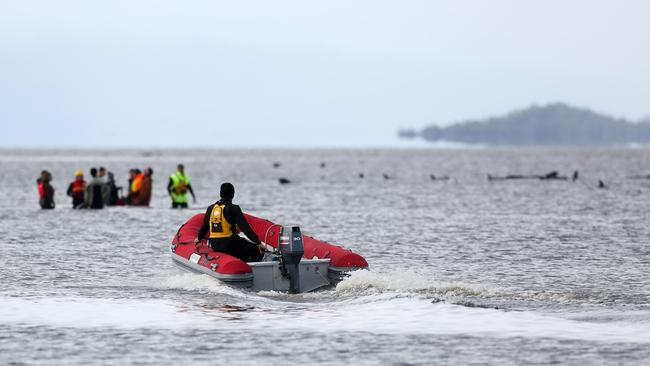 Only 20 viable candidates for rescue remain for among the 470 pilot whales stranded in Macquarie Harbour at Strahan, with 70 already saved. Rescue efforts continue on day four. Thursday, September 24, 2020. Picture: PATRICK GEE