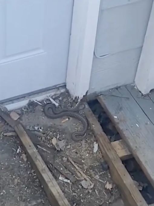 A pest control specialist told Hall the snakes may have been living at the home for at least 2 years. KMGH